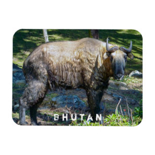 Takin, nationales Tier von Bhutan - Himalaya, Asie Magnet