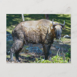Takin, nationales Tier von Bhutan - Himalaya, Asie Postkarte
