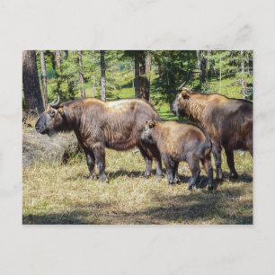 Takin, Nationaltier von Bhutan Postkarte