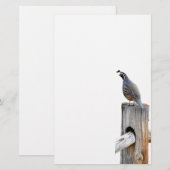 Tal Quail Foto Papier (Vorne/Hinten)