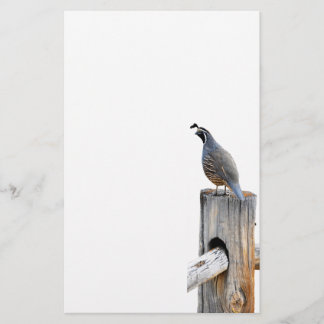 Tal Quail Foto Papier