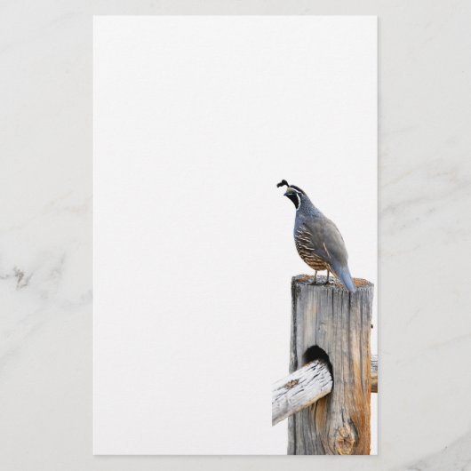 Tal Quail Foto Papier (Vorderseite)