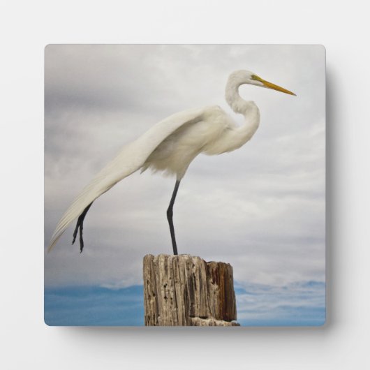 Talented Egret | Fort Myers Beach, Florida Fotoplatte (Vorderseite)