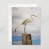 Talented Egret | Fort Myers Beach, Florida Postkarte (Vorne/Hinten)