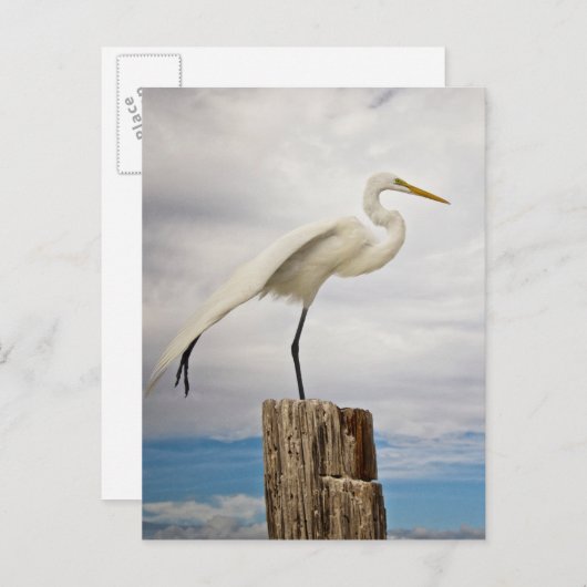 Talented Egret | Fort Myers Beach, Florida Postkarte (Vorne/Hinten)