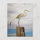 Talented Egret | Fort Myers Beach, Florida Postkarte (Vorderseite)