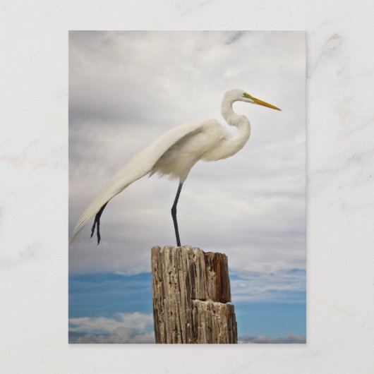 Talented Egret | Fort Myers Beach, Florida Postkarte (Vorderseite)