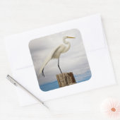 Talented Egret | Fort Myers Beach, Florida Quadratischer Aufkleber (Umschlag)