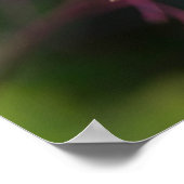 Talinum paniculatum poster (Ecke)