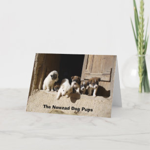 Taliwelpen an der Tür, die Nowzad Hundewelpen Karte