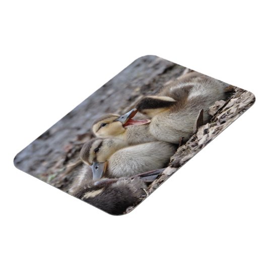 Talkative Mallard Ducklings Magnet (Linke Seite)