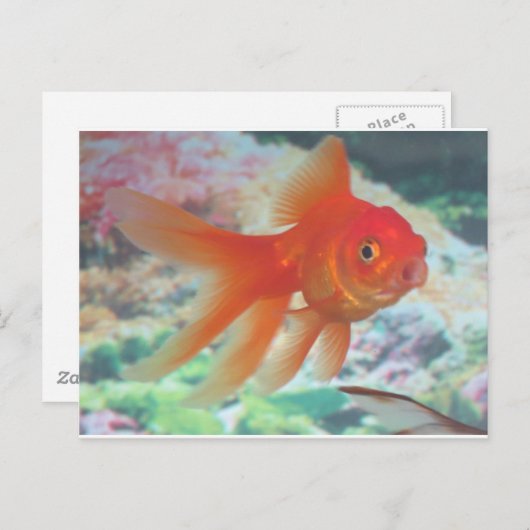 Talking Goldfish Postkarte (Vorne/Hinten)
