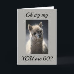 **TALKING LLAMA** GREETING" FOR "60th" BIRTHDAY Karte<br><div class="desc">This absoulutly funny AND adorable horse is just waiting to put a huge smile on face today. Let a special person in your life know you are thinking of them today. Great GROUP card,  also.</div>