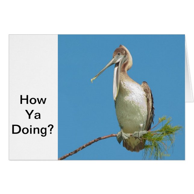 Talking Pelican (Vorderseite (Horizontal))