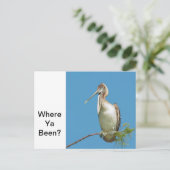 Talking Pelican Postkarte (Stehend Vorderseite)