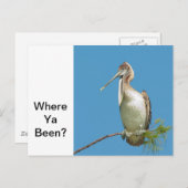 Talking Pelican Postkarte (Vorne/Hinten)