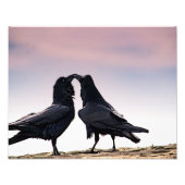 Talking Raven Foto Print (Vorne)