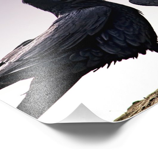 Talking Raven Foto Print (Ecke)