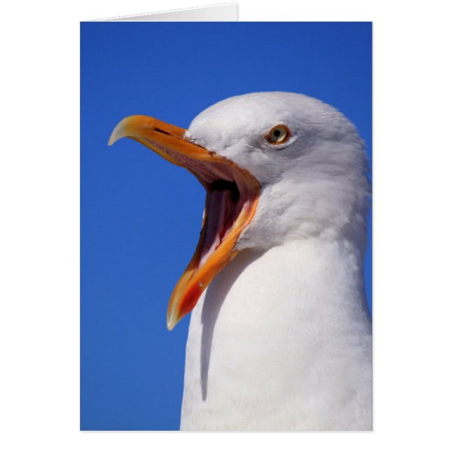 Talking Seagull (Vorne)