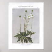 Tall Anemone; Thimbleweed - Anemone virginiana Poster (Vorne)
