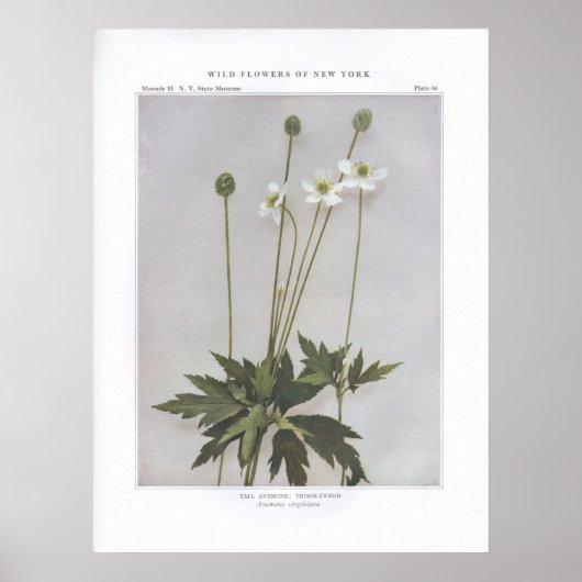 Tall Anemone; Thimbleweed - Anemone virginiana Poster (Vorne)