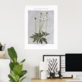 Tall Anemone; Thimbleweed - Anemone virginiana Poster (Heimbüro)