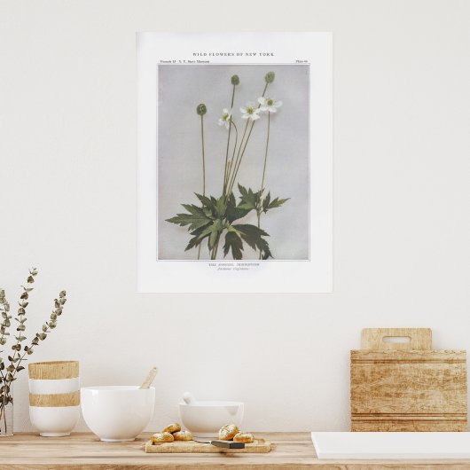 Tall Anemone; Thimbleweed - Anemone virginiana Poster (Küche)