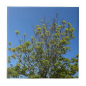 Tall Ash Tree im schönen Blue Sky Foto Fliese (Vorderseite)