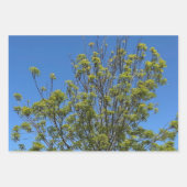 Tall Ash Tree im schönen Blue Sky Foto Geschenkpapier Set (Vorderseite 3)