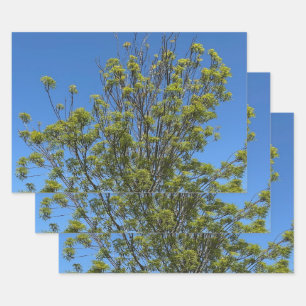 Tall Ash Tree im schönen Blue Sky Foto Geschenkpapier Set