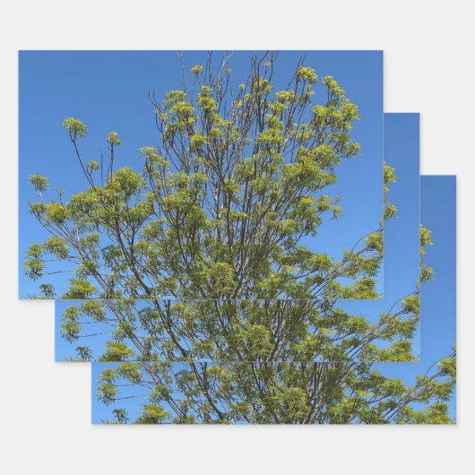 Tall Ash Tree im schönen Blue Sky Foto Geschenkpapier Set (Set)