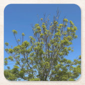 Tall Ash Tree im schönen Blue Sky Foto Rechteckiger Pappuntersetzer (Vorderseite)