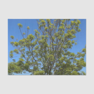 Tall Ash Tree im schönen Blue Sky Foto Seidenpapier