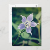 Tall Bellflower Wildblume Postkarte (Vorne/Hinten)