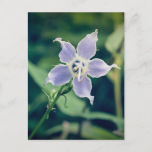 Tall Bellflower Wildblume Postkarte
