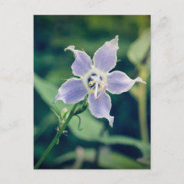Tall Bellflower Wildblume Postkarte