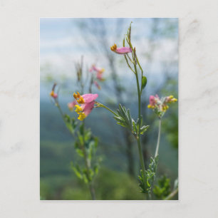 Tall Corydalis Wildblume Vertikale Postkarte