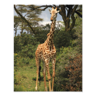 Tall Giraffe in Bushes Fotodruck
