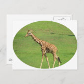 Tall Giraffe Postcard Postkarte (Vorne/Hinten)