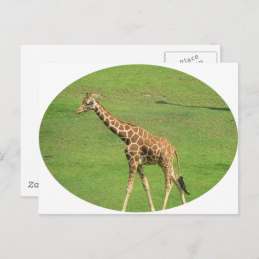 Tall Giraffe Postcard Postkarte (Vorne/Hinten)