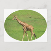 Tall Giraffe Postcard Postkarte (Vorderseite)