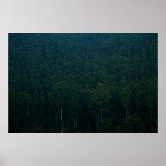 TALL GREEN TREES POSTER (Vorne)