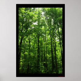 Tall Green Trees Poster #6183