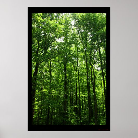 Tall Green Trees Poster #6183 (Vorne)