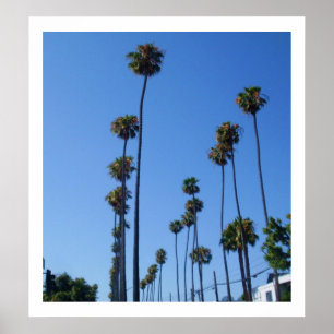 TALL PALM TREMES Poster