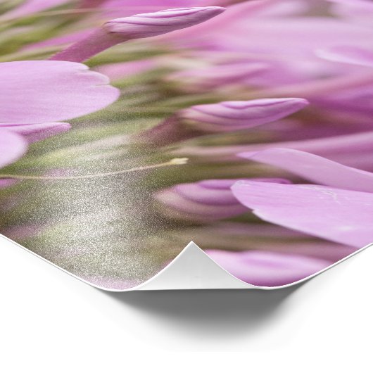 Tall Phlox trifft das Sonnenlicht glänzend Fotodruck (Ecke)