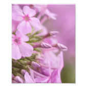 Tall Phlox trifft das Sonnenlicht glänzend Fotodruck (Vorne)