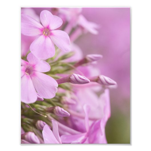 Tall Phlox trifft das Sonnenlicht glänzend Fotodruck (Vorne)