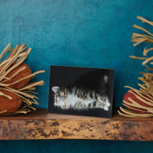 Tall Tabby Fotoplatte