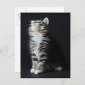 Tall Tabby Postkarte (Vorne/Hinten)